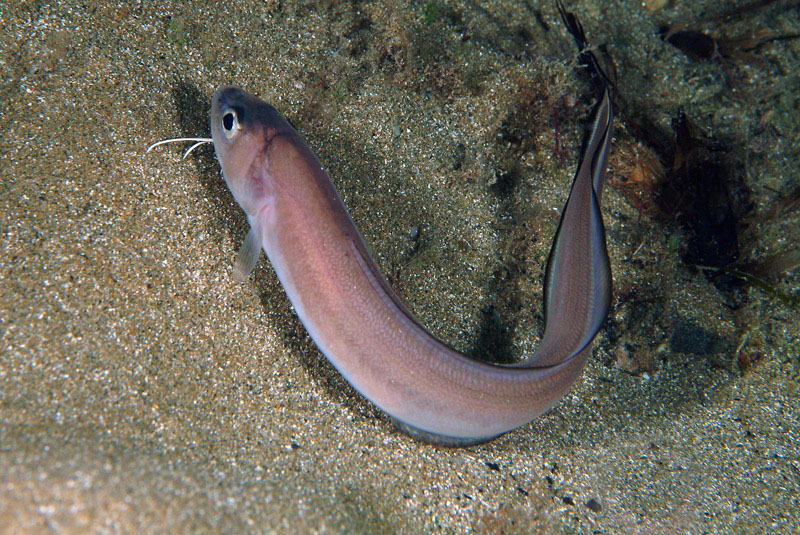 Ophidion barbatum